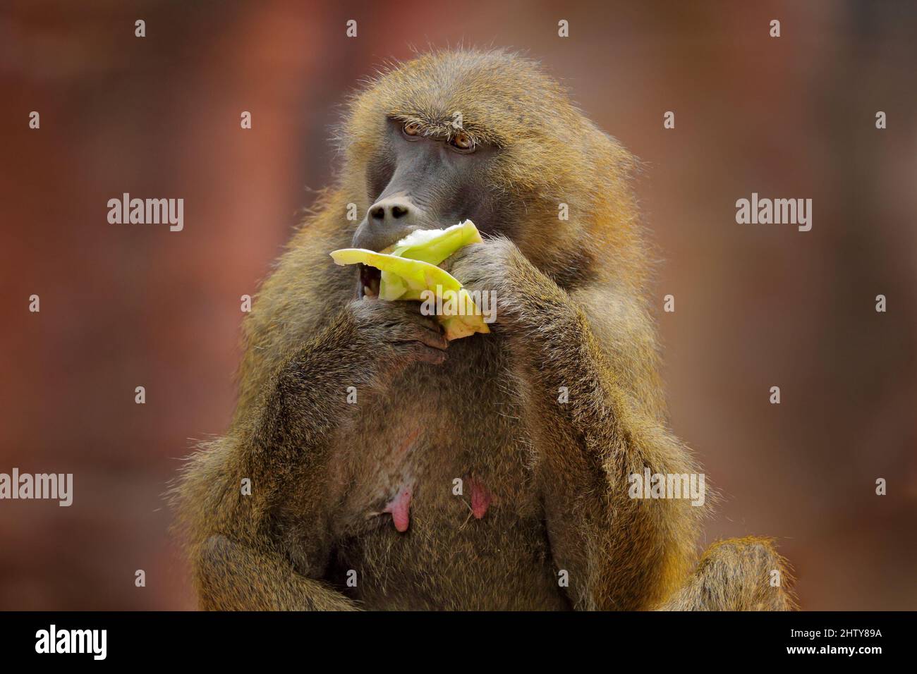 Guinea baboon, Papio papio, monkey from Guinea, Senegal and Gambia. Detail of wild mammal in the nature habitat. Monkey feeding fruits in the green ve Stock Photo