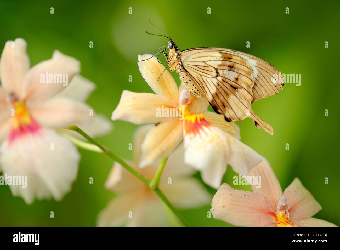 Papilio dordanus, African Swallowtail butterfly, sitting on the white yellow orchid flower. Insect in the dark tropical forest, nature habitat. Wildli Stock Photo