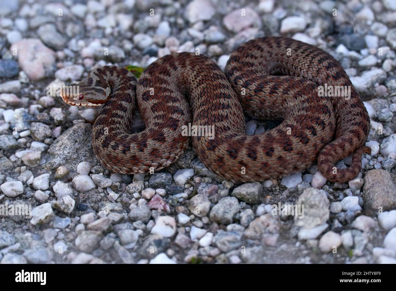 Vipera berus, European adder, beautiful snake in the nature habitat. Viper with evening light in the heather plant. Snake with red eye, Brdy mountain Stock Photo