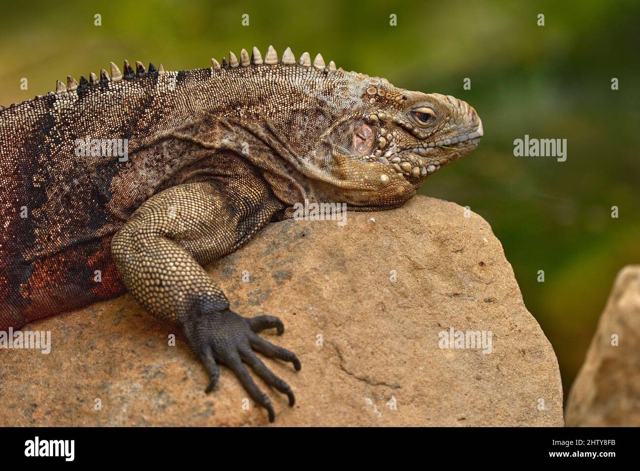 Cuban Rock Iguana Cyclura Nubila Lizard On The Stone In The Nature Cuban Rock Iguana Cyclura Nubila Lizard On The Stone In The Nature
