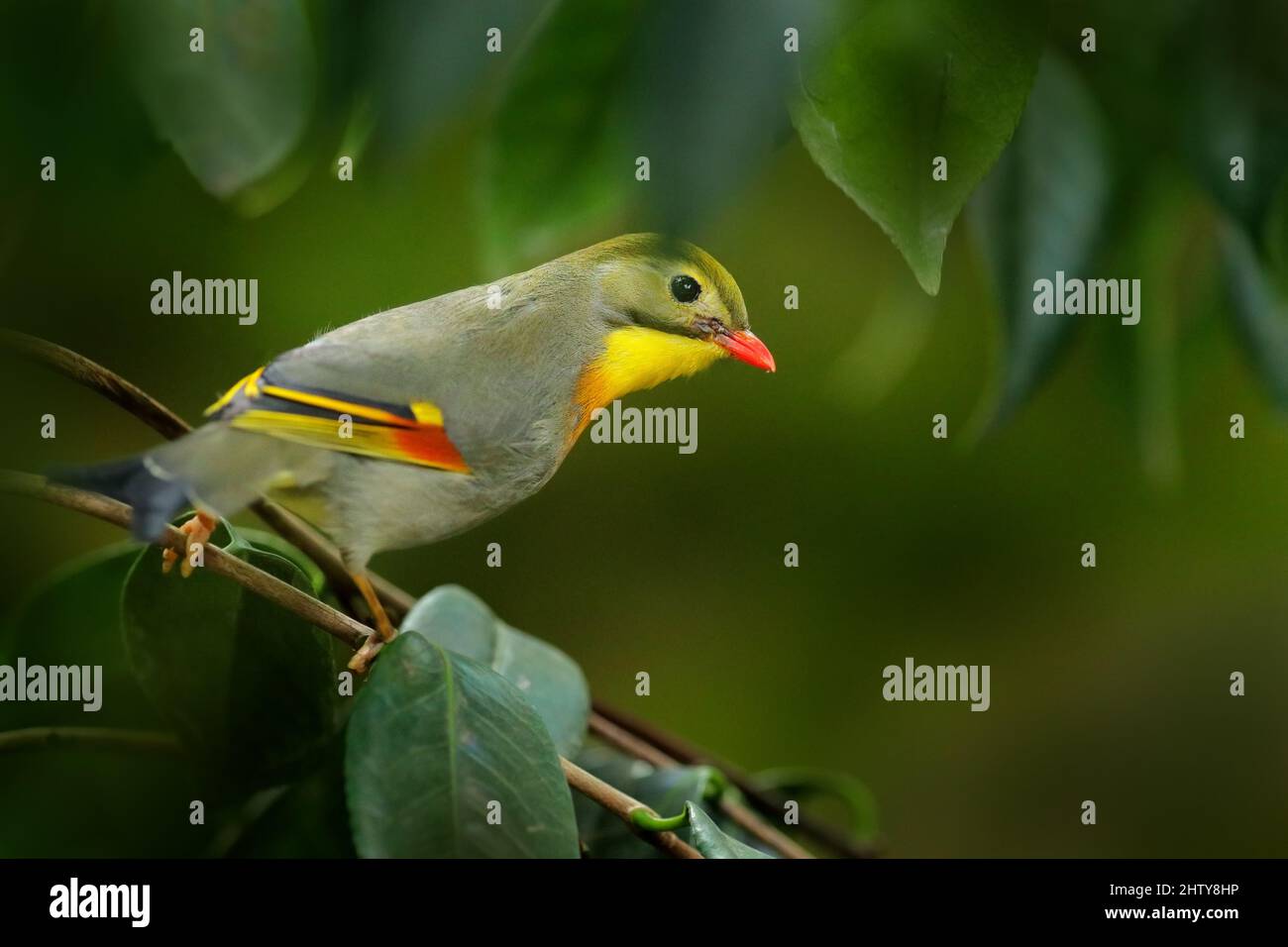 Redbilled leiothrix, Leiothrix lutea, rare bird from southern China