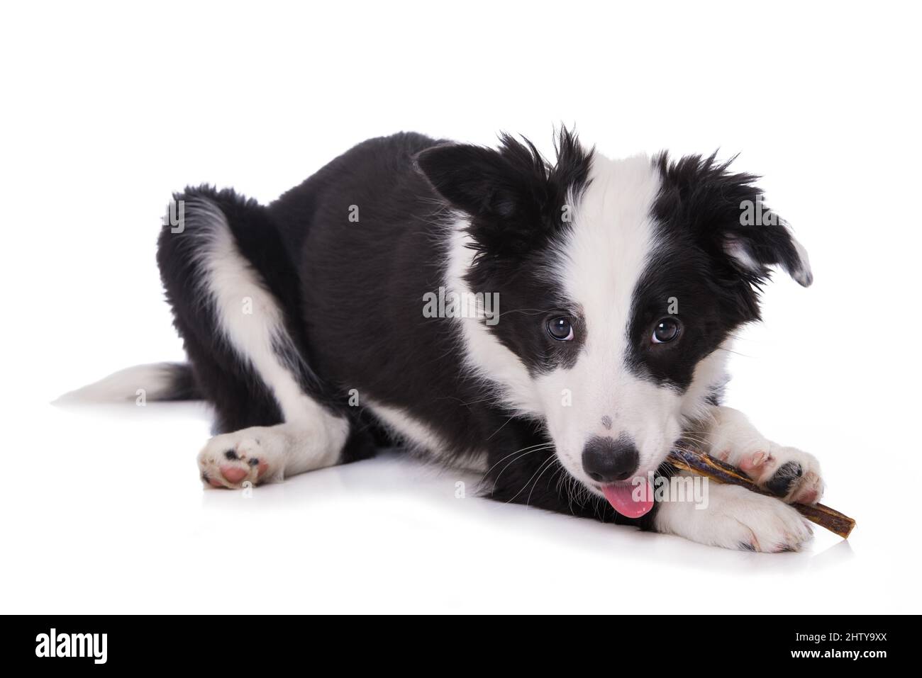 Young border collie dog with a bone Stock Photo Alamy