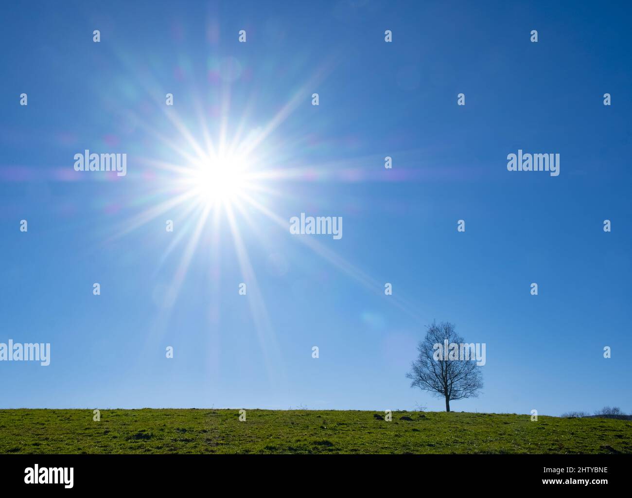 Backlit tree, the sun in the morning with Birch, Euskadi Stock Photo ...