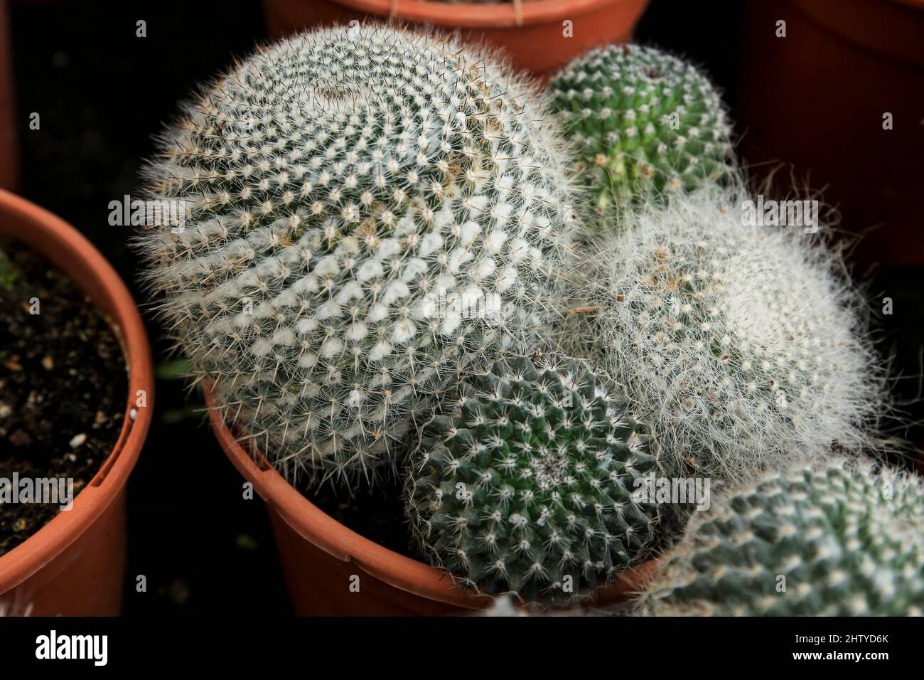 Potted Mammillaria cactus plants in the garden Stock Photo - Alamy