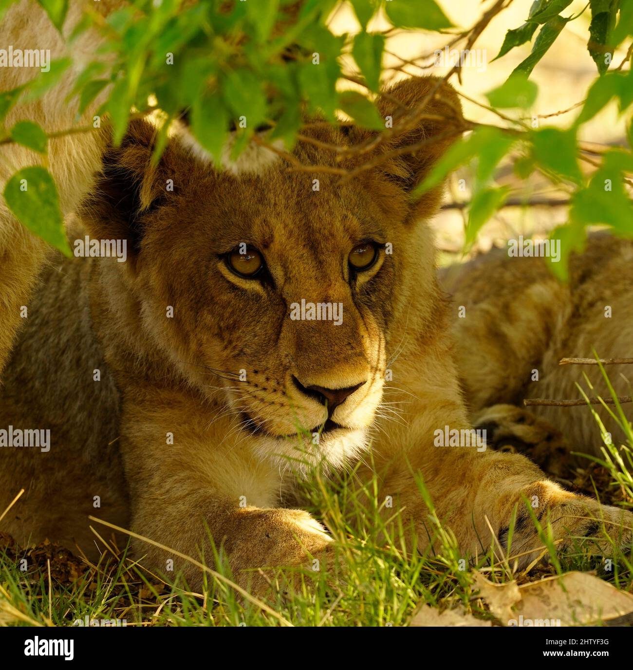 My Image 25