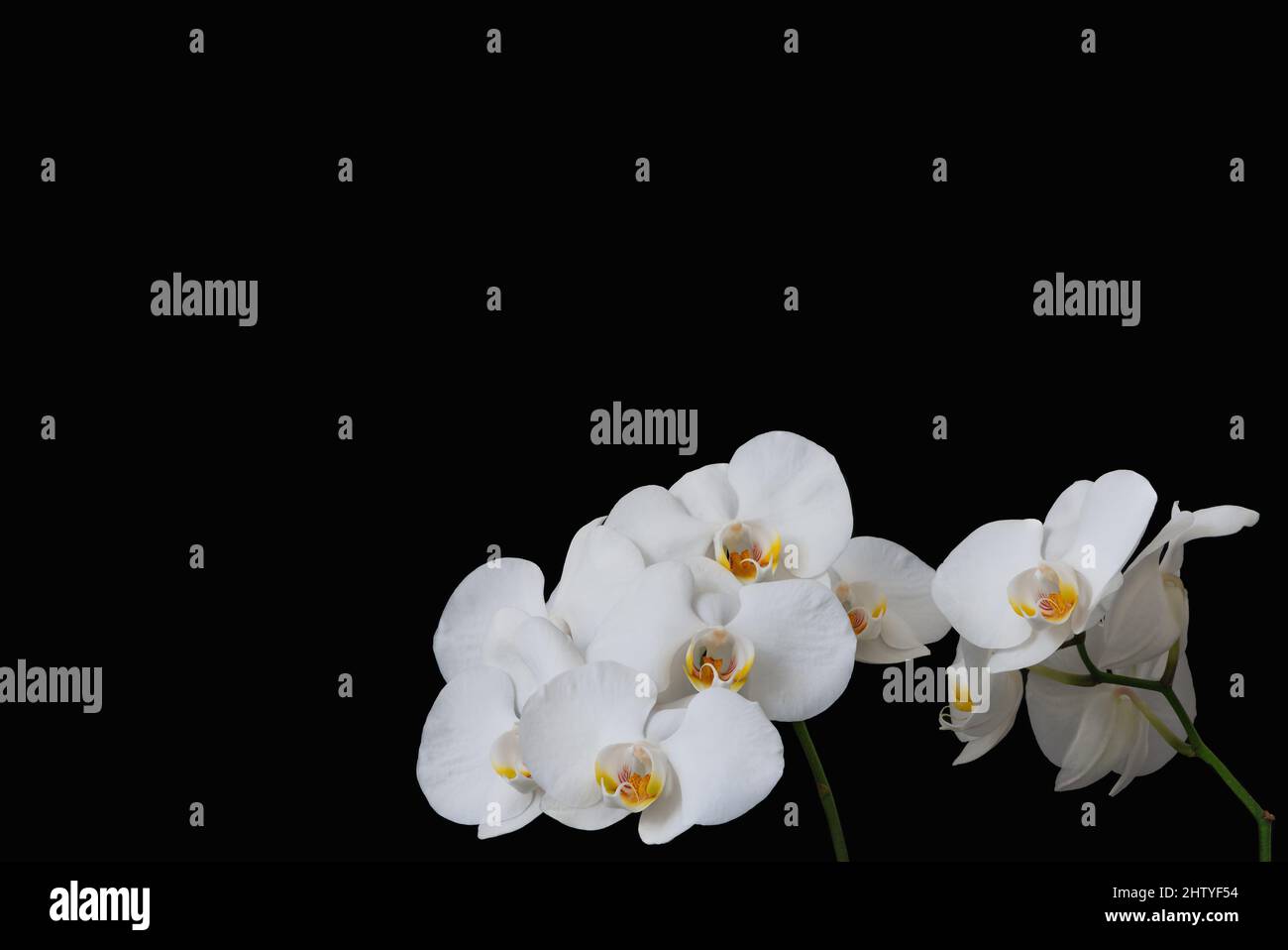 Frame with white orchid flowers on black background (all in focus) Stock Photo
