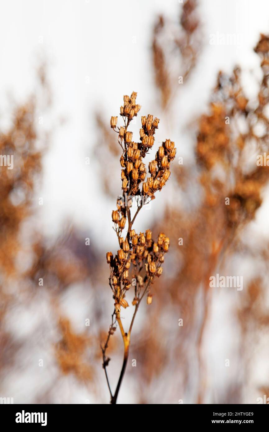 Withered branch hi-res stock photography and images - Alamy