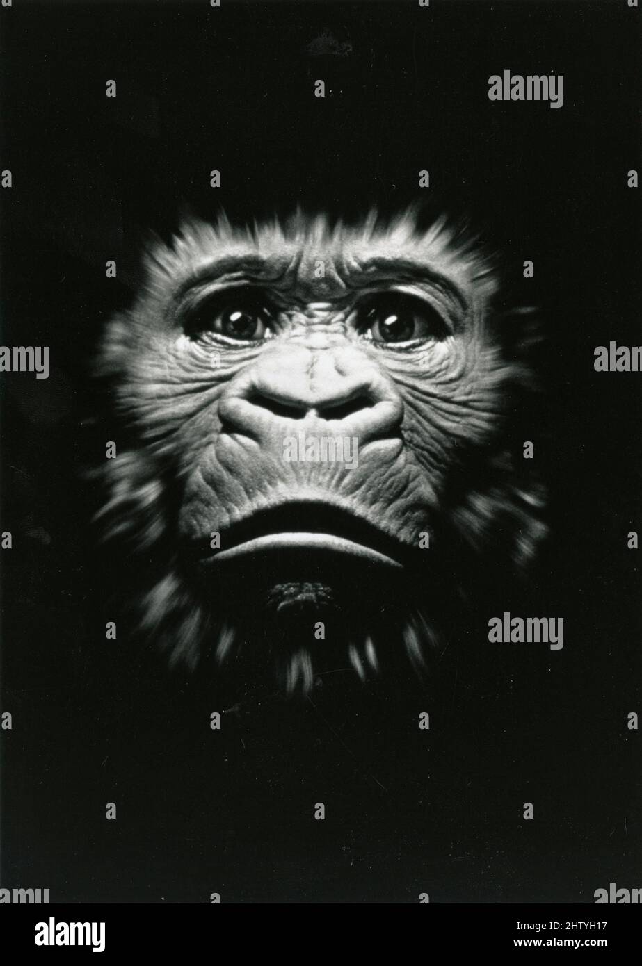 Gorilla movie hires stock photography and images Alamy