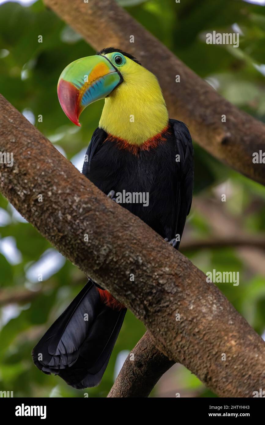 A keel-billed toucan, Ramphastos sulfuratus, perched on a large branch, curiously observes what is happening in front of him. The blurred background is provided by green vegetation. High quality shot Stock Photo