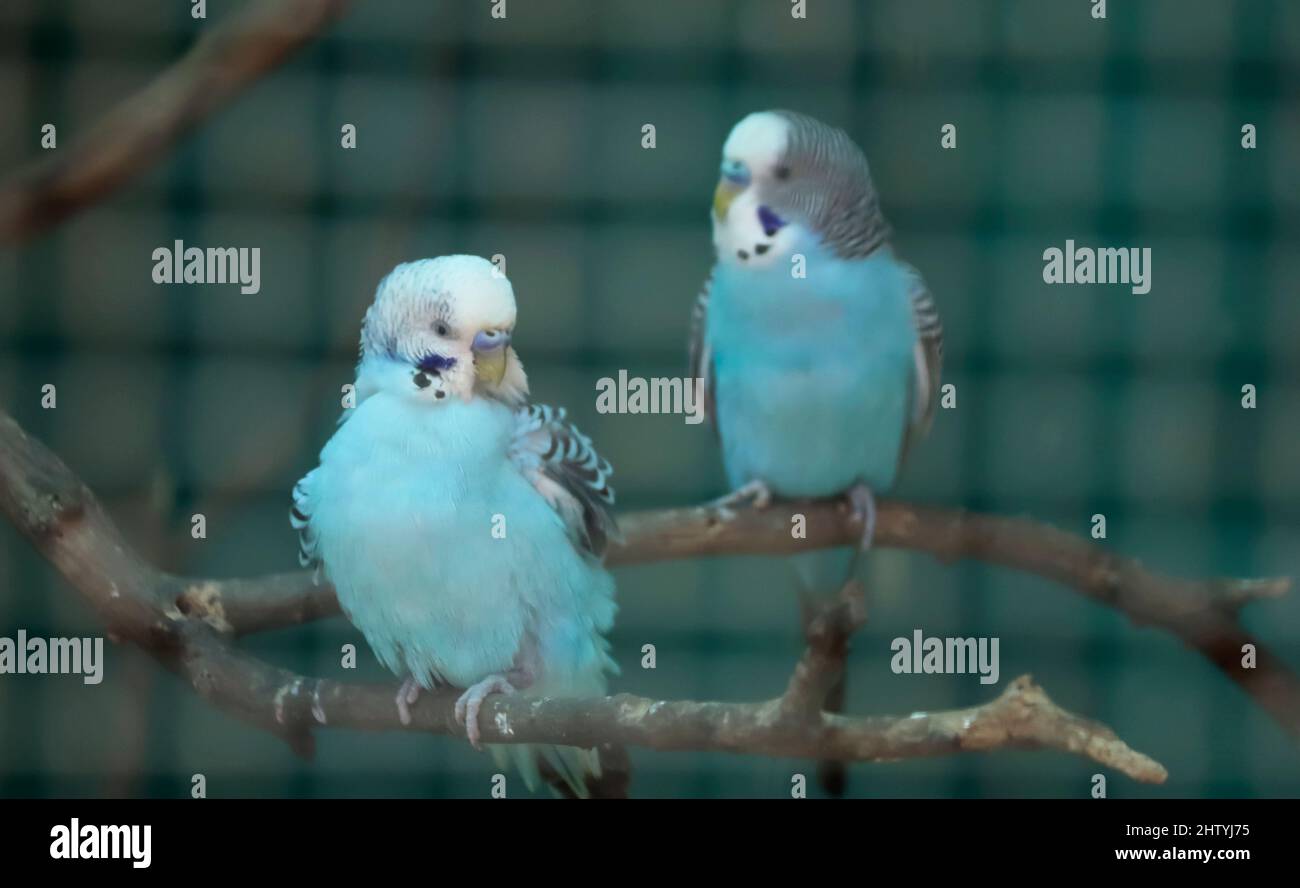 light blue parakeet birds are sitting on a tree branch. With blurred background Stock Photo
