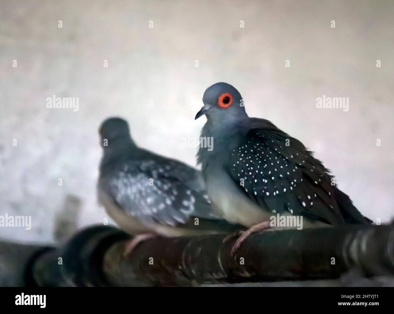 small type pigeon. Orange ring in the eye. Type of pigeon to know. With