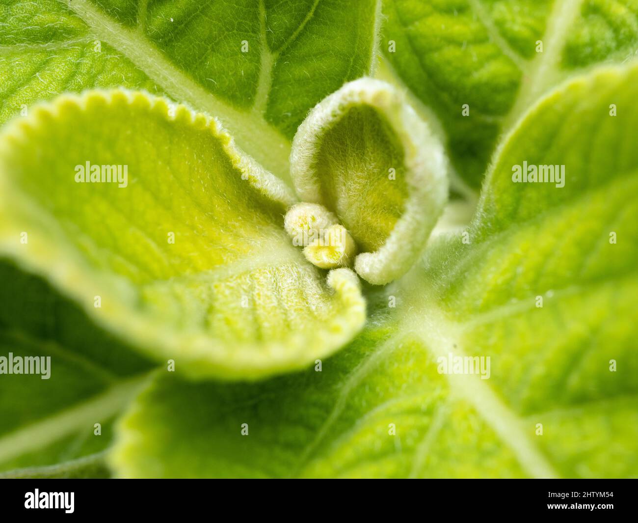 Woolly Plectranthus (Coleus barbatus) plant Stock Photo