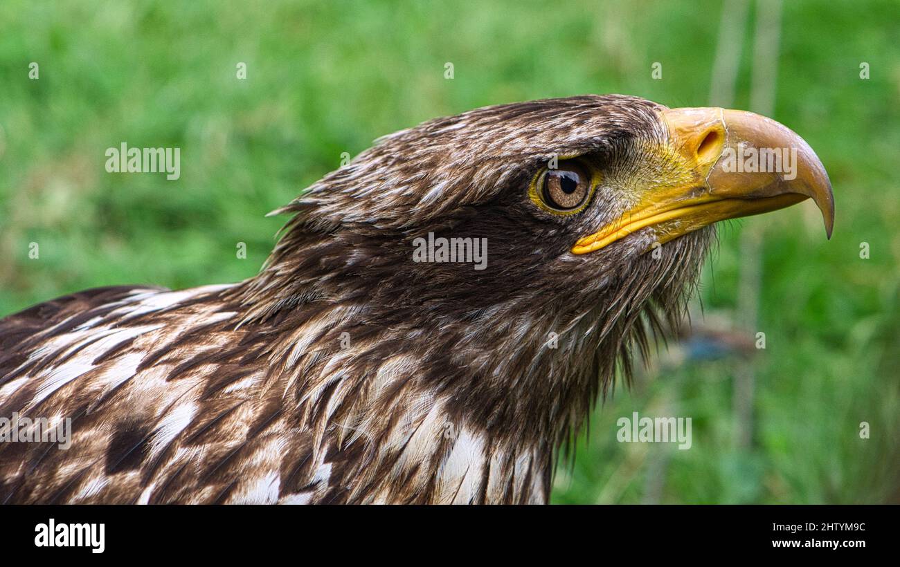 Golden eagle portrai photograph of the head . Brown, white plumage and bright yellow-rimmed eyes. Close up of a bird Stock Photo