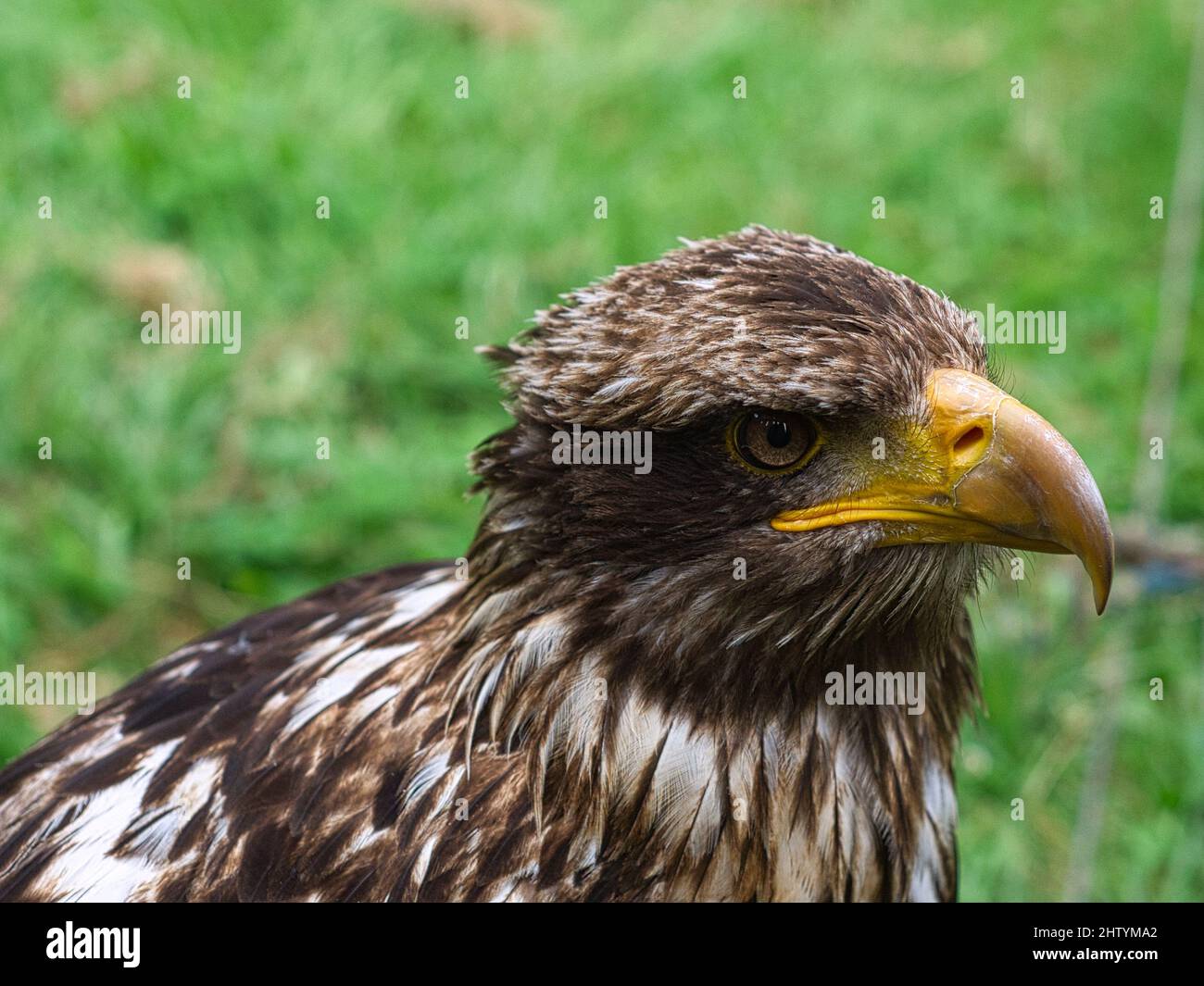 Golden eagle portrai photograph of the head . Brown, white plumage and bright yellow-rimmed eyes. Close up of a bird Stock Photo