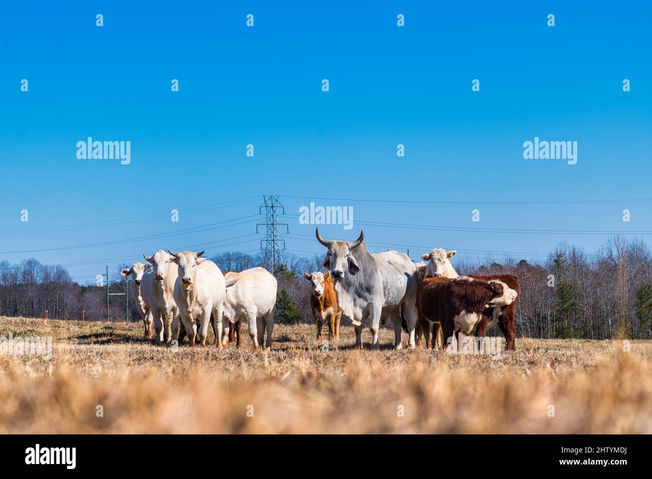 Beautiful view of cows grazing in the meadow Stock Photo - Alamy