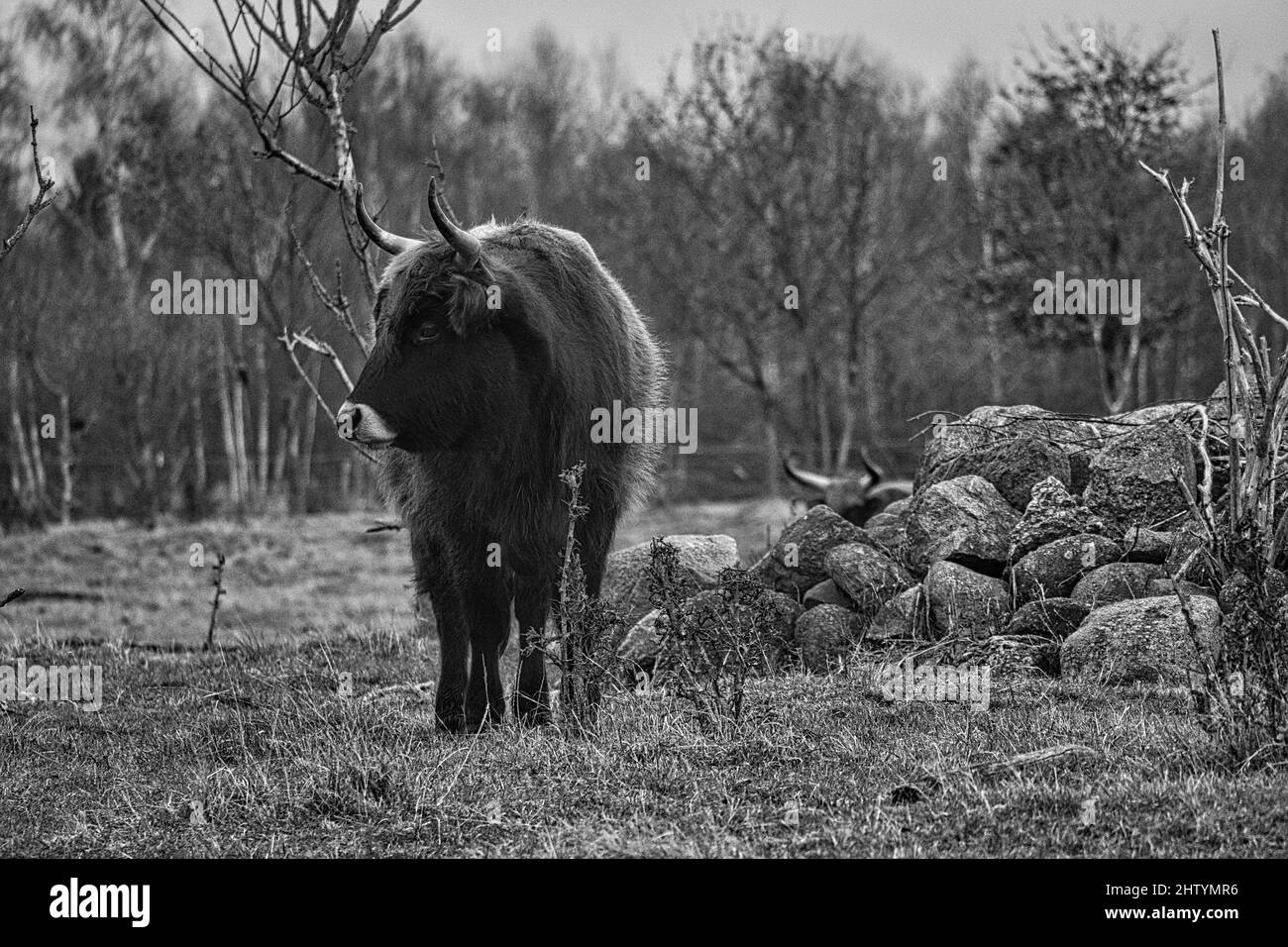 Black and white highland cattle hi-res stock photography and images - Alamy