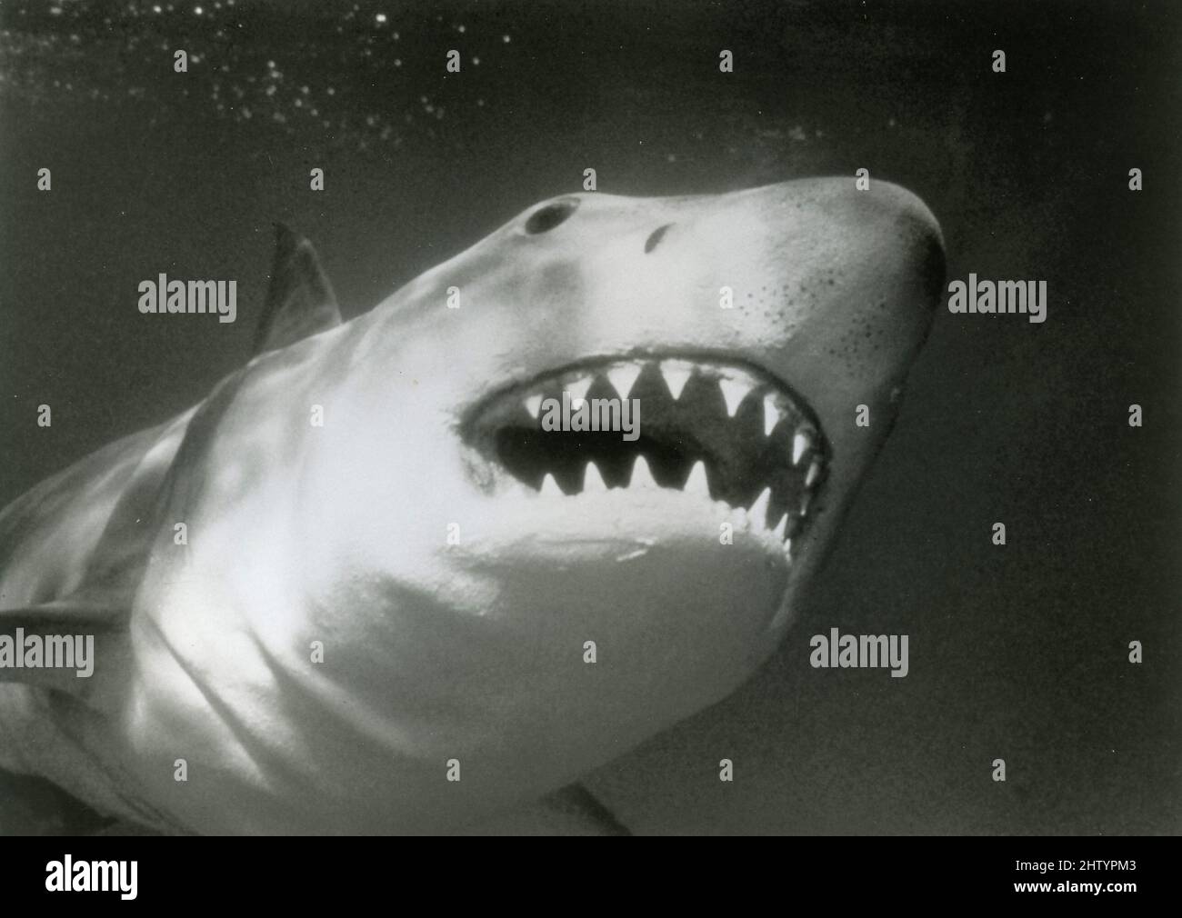 The Shark in the movie Jaws 3-D, USA 1983 Stock Photo