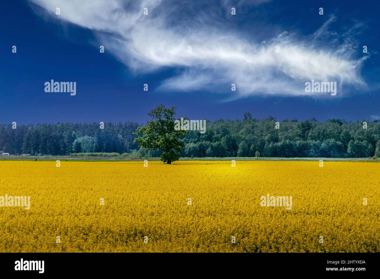 Landscape in yellow and Blue Stock Photo