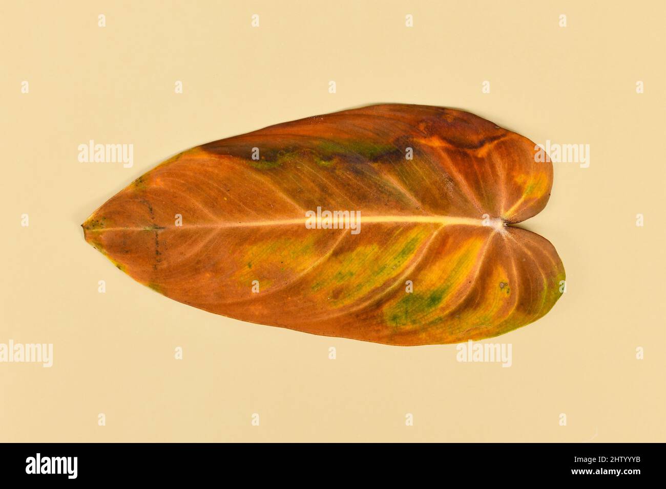 Yellow withered leaf of neglected dying 'Philodendron Melanochrysum'  houseplant on yellow background Stock Photo - Alamy
