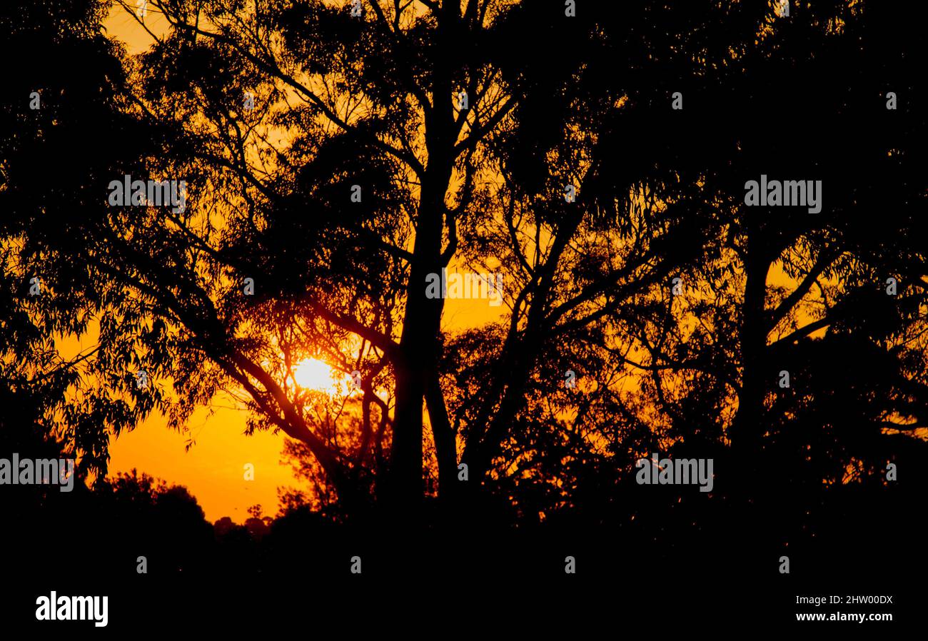 Redish Foreground Beautiful view of the reddish sunset with the tree silhouette on the ...