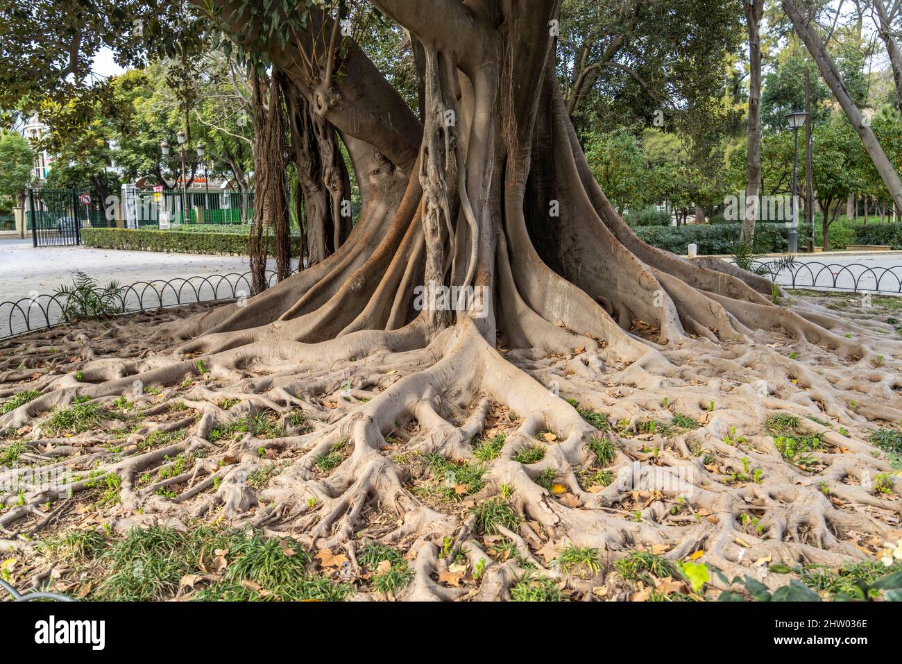 Riesige Wurzeln eines Gummibaum im María Luisa Park, Sevilla, Andalusien, Spanien  |  giant rubber tree roots  at  María Luisa Park,  Seville Andalusi Stock Photo