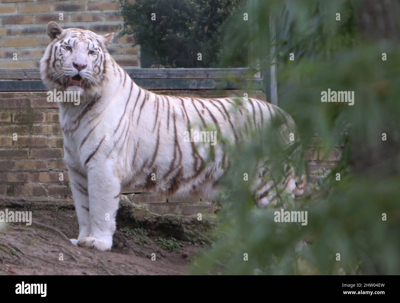 The Tigre Blanc 01 March 2022 Zoo Beauval - Photo Laurent Lairys /  ABACAPRESS.COM Stock Photo - Alamy