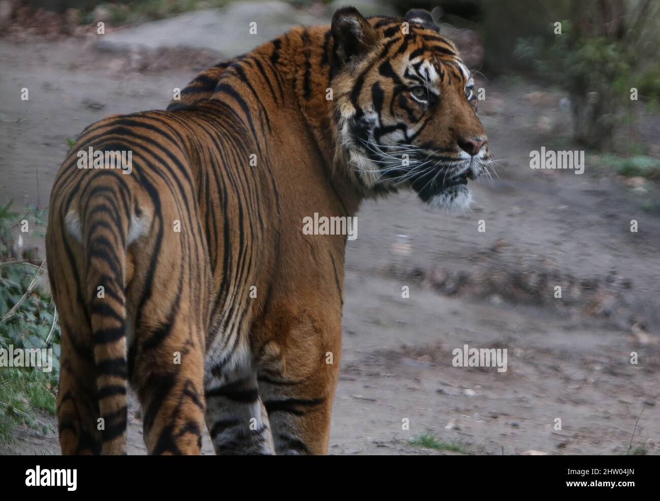 The Tigres De Sumatra 01 March 2022 Zoo Beauval Photo Laurent Lairys