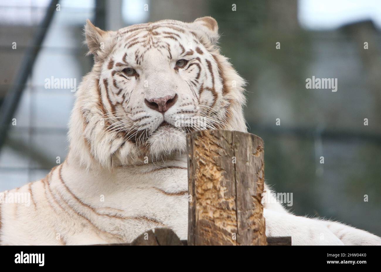 The Tigre Blanc 01 March 2022 Zoo Beauval - Photo Laurent Lairys /  ABACAPRESS.COM Stock Photo - Alamy