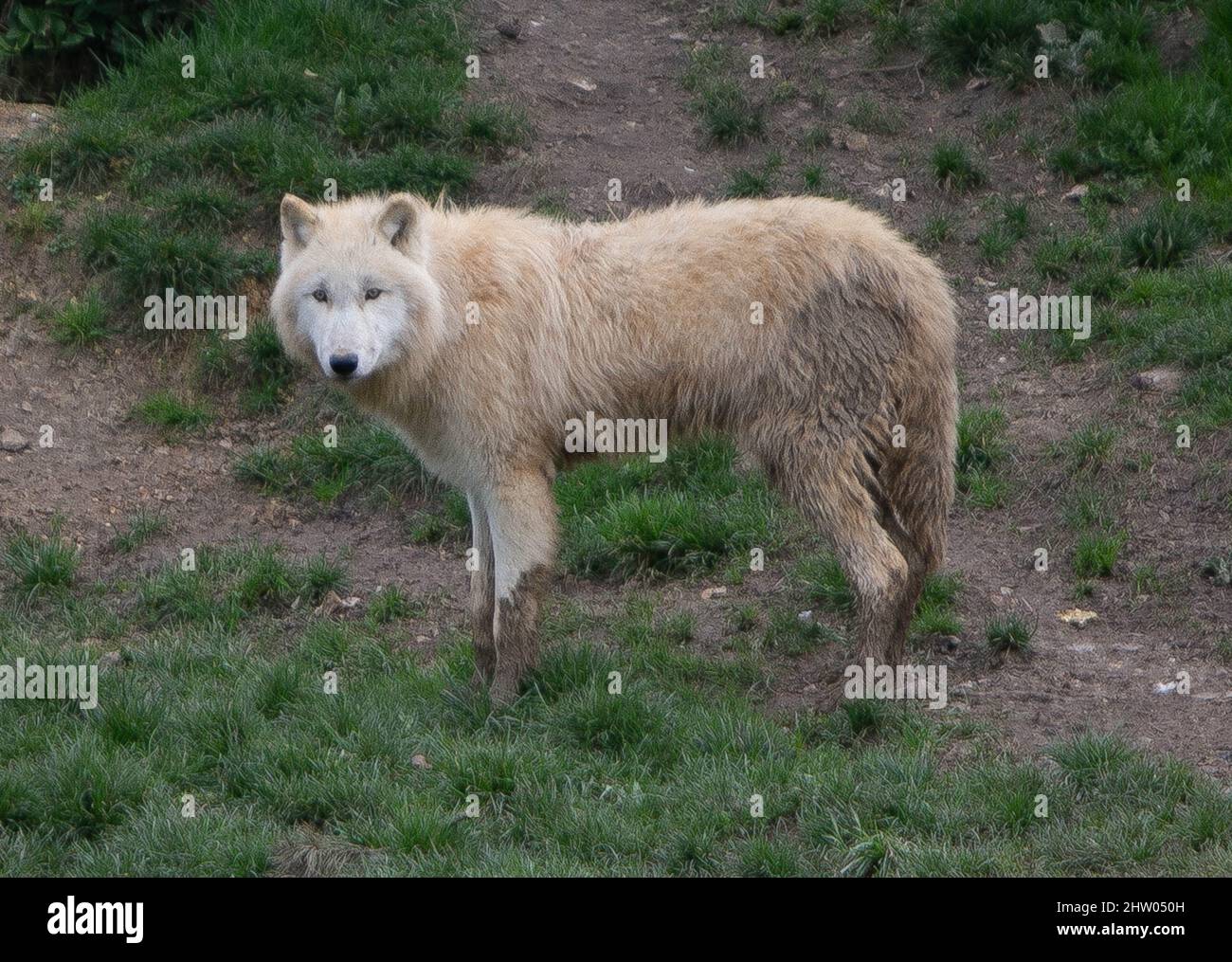 Loup arctique  ZooParc de Beauval