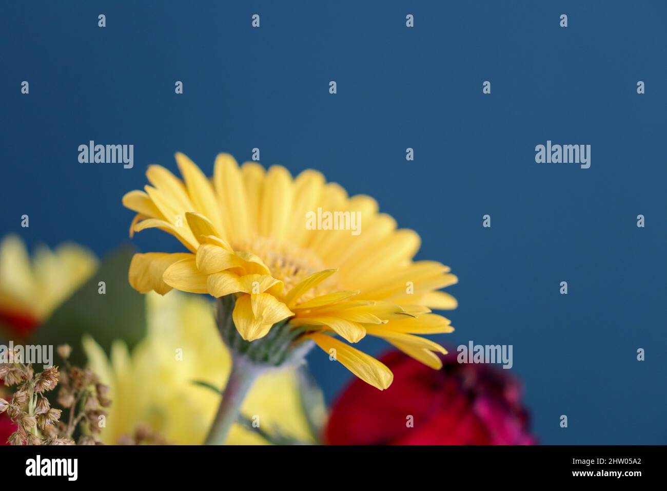 Close up of large yellow Chrysanthemum flower against a strong blue coloured wall Stock Photo