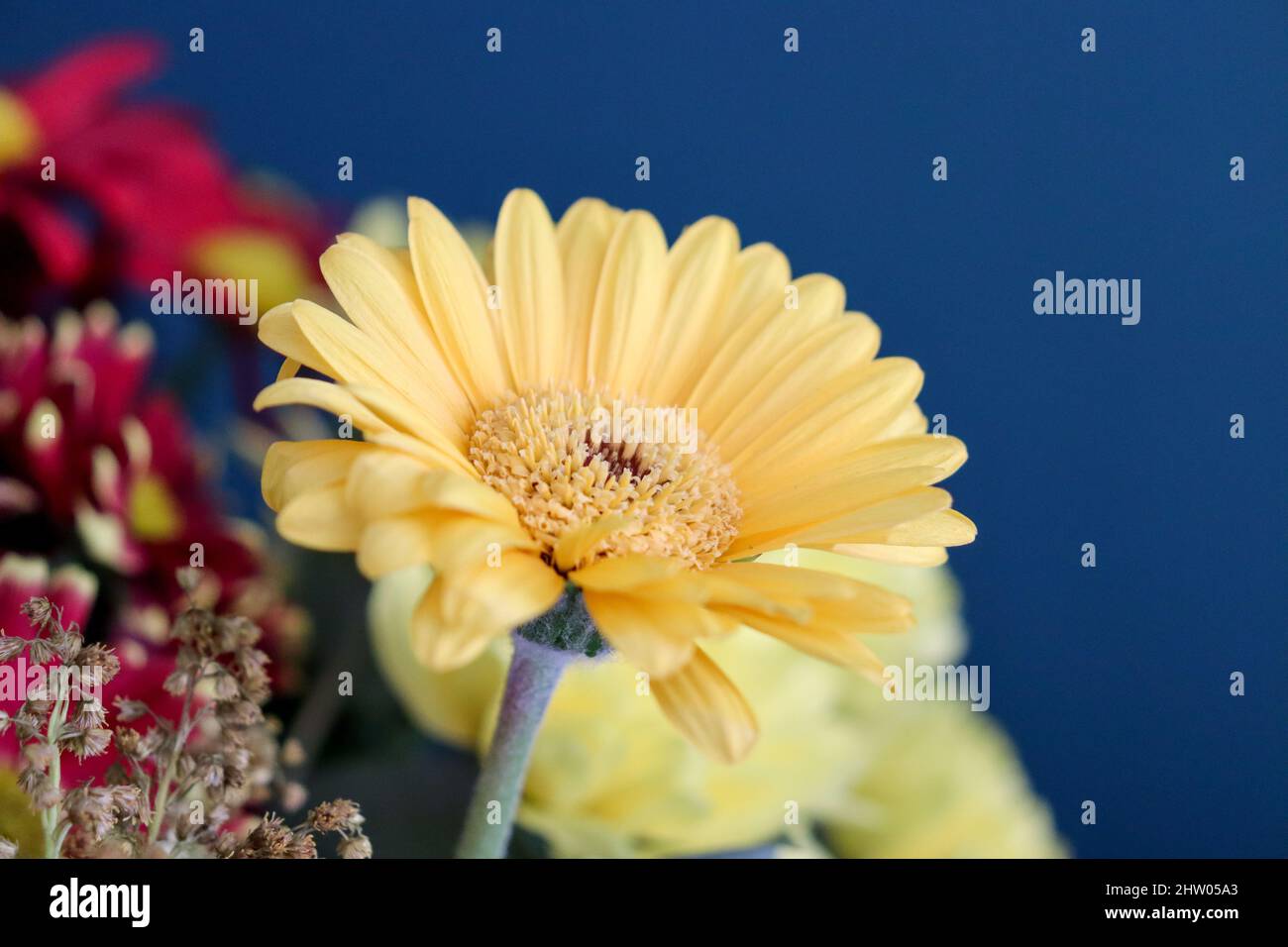 Large yellow Chrysanthemum flower against a strong blue coloured wall Stock Photo