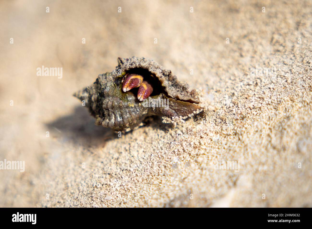 Close up shot hermit crab hi-res stock photography and images - Alamy