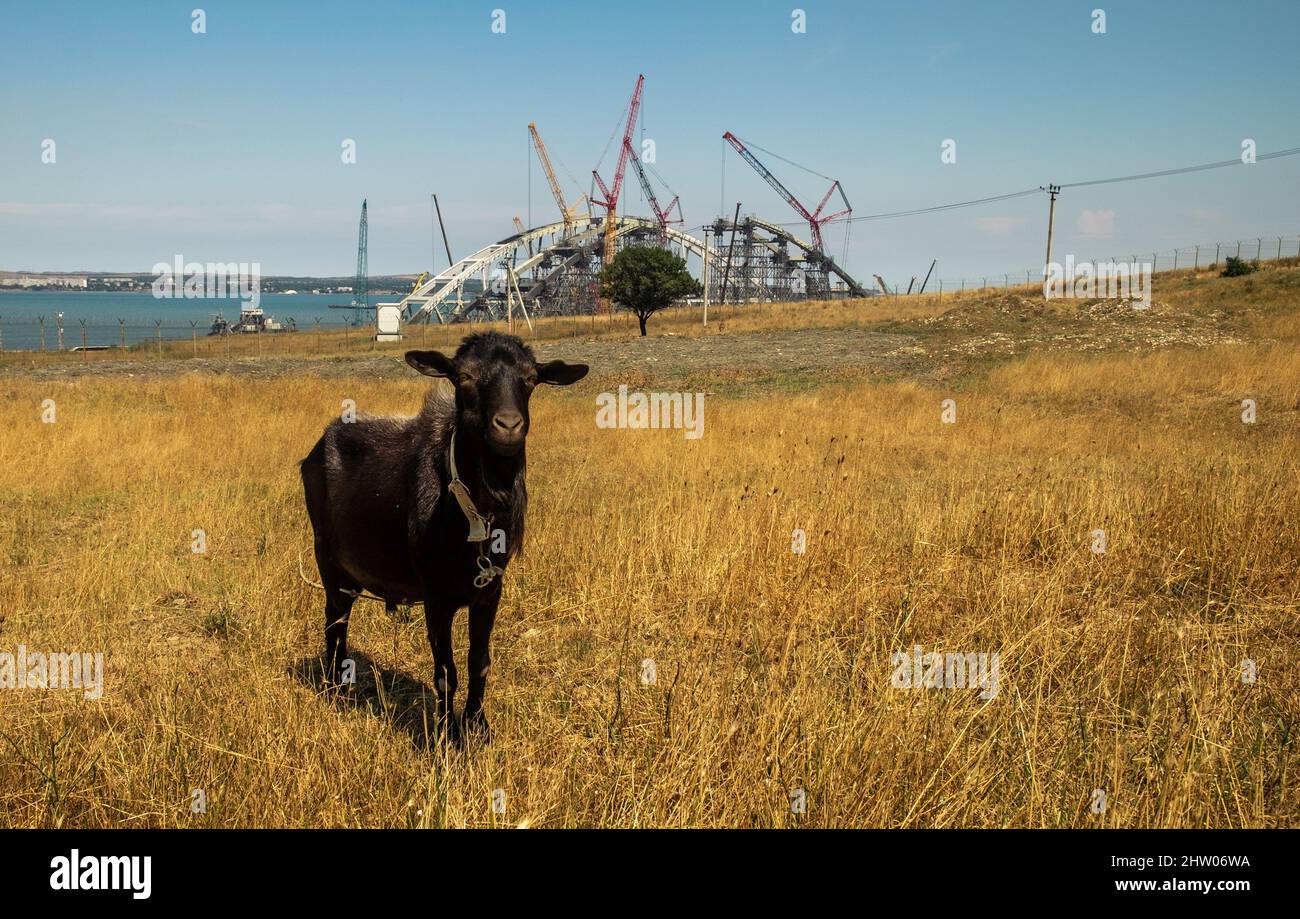 A black goat on the background of the construction of the Crimean bridge in Kerch. Stock Photo