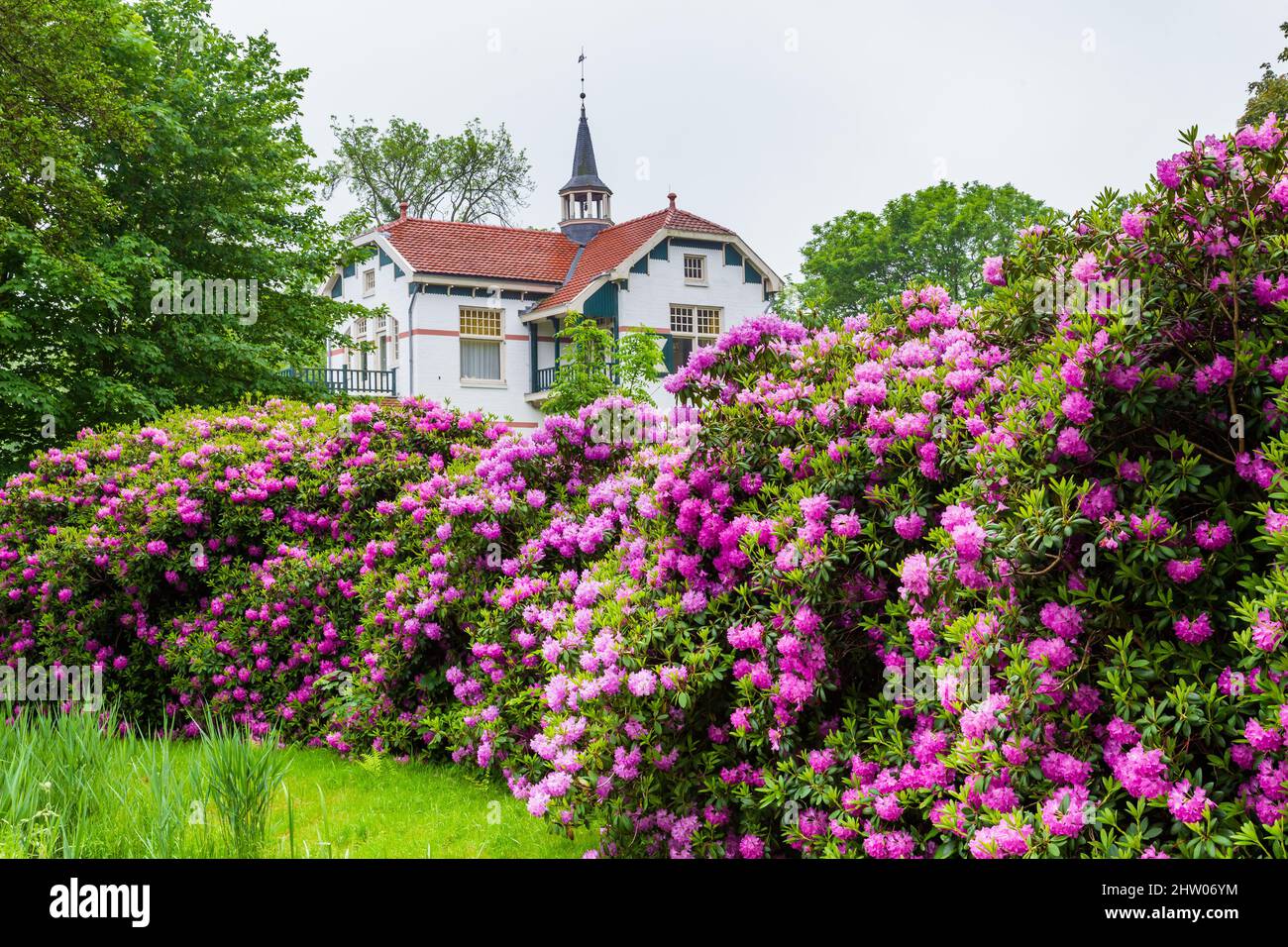 Landscape with historic white and colorful rhododendrons in Paterswolde The Netherlands Stock Photo
