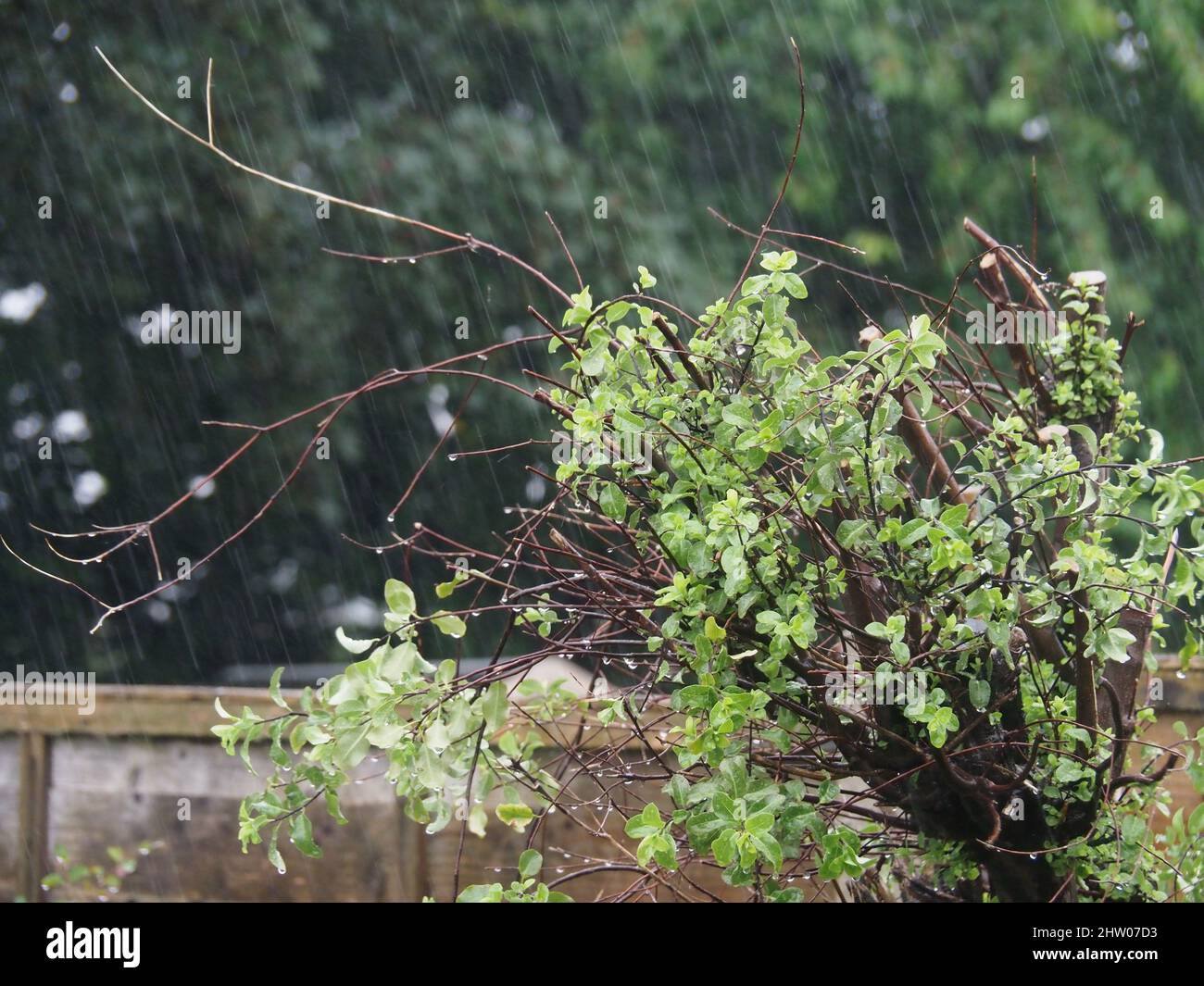 leaves in a heavy shower of rain Stock Photo Alamy