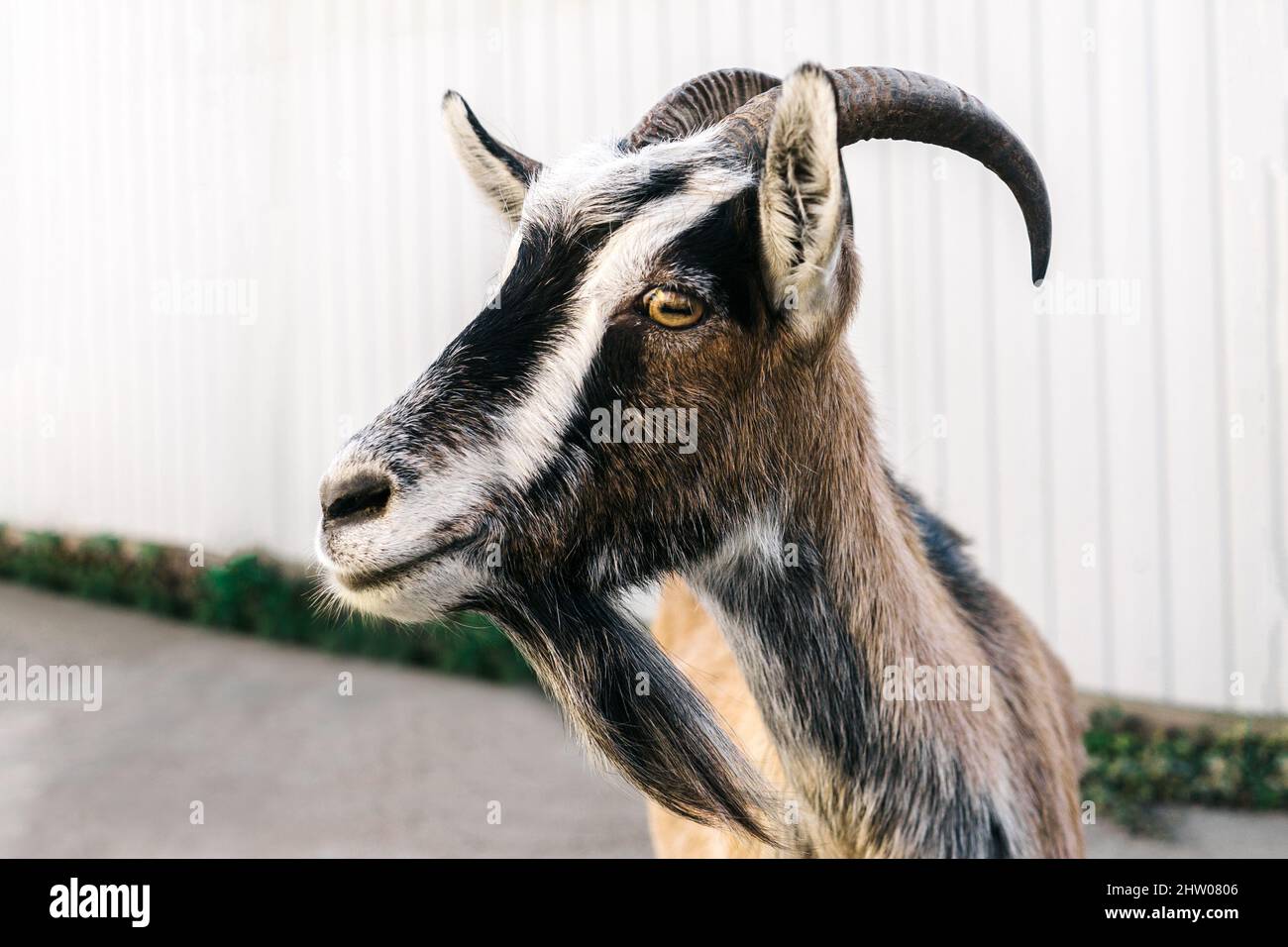 Cheerful goat looking camera hi-res stock photography and images - Alamy