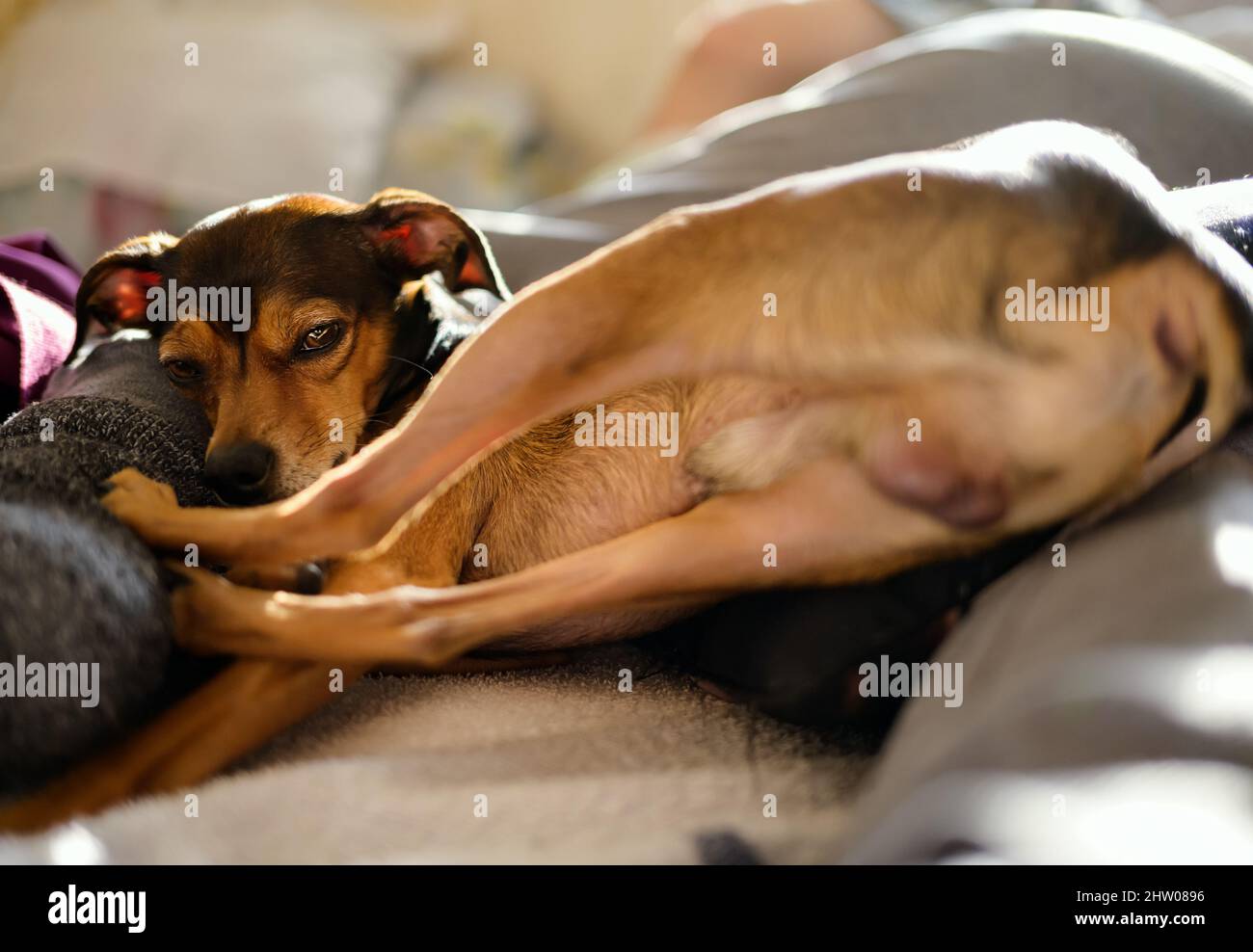Miniature pinscher resting in a funny pose at home. Stock Photo