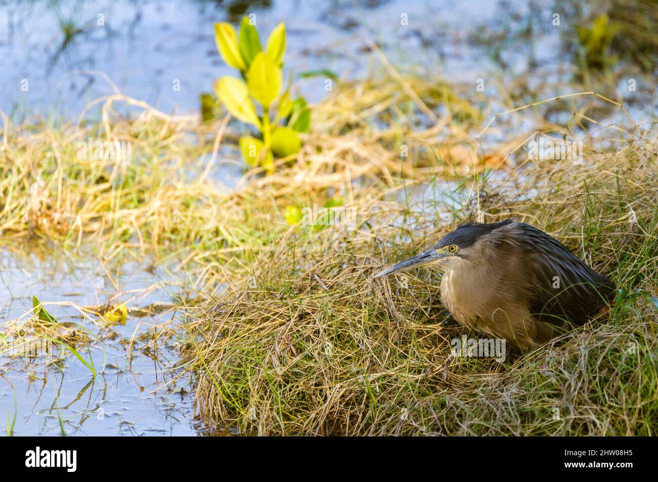 A single adult Striated Heron bedded in sea grass on the Cairns Esplanade foreshore in Far North Queensland in Australia. Stock Photo