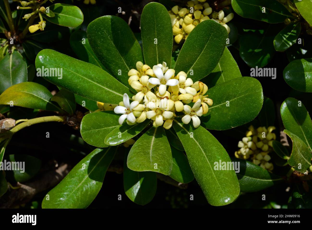 Pittosporum tobira (Japanese pittosporum) is native to Japan, China, Taiwan and Korea growing in forests, limestone areas and sandy seashores, Stock Photo
