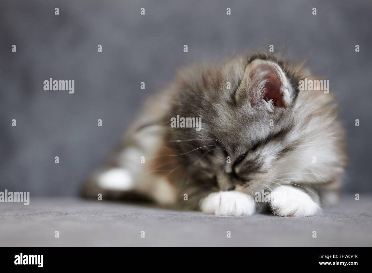 Cute cozy sleeping kitty on soft gray studio sofa background Stock Photo