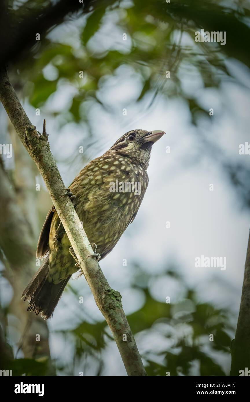 A spotted catbird warily sits perched on a rainforest tree limb on Peterson Creek in Yungaburra on the Atherton Tablelands in QLD, Australia. Stock Photo