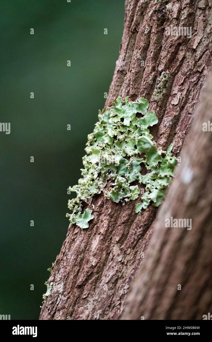 A cluster of green, leafy liverworts growing on a rough barked tree trunk on the banks of Peterson Creek in Yungaburra, Queensland in Australia. Stock Photo