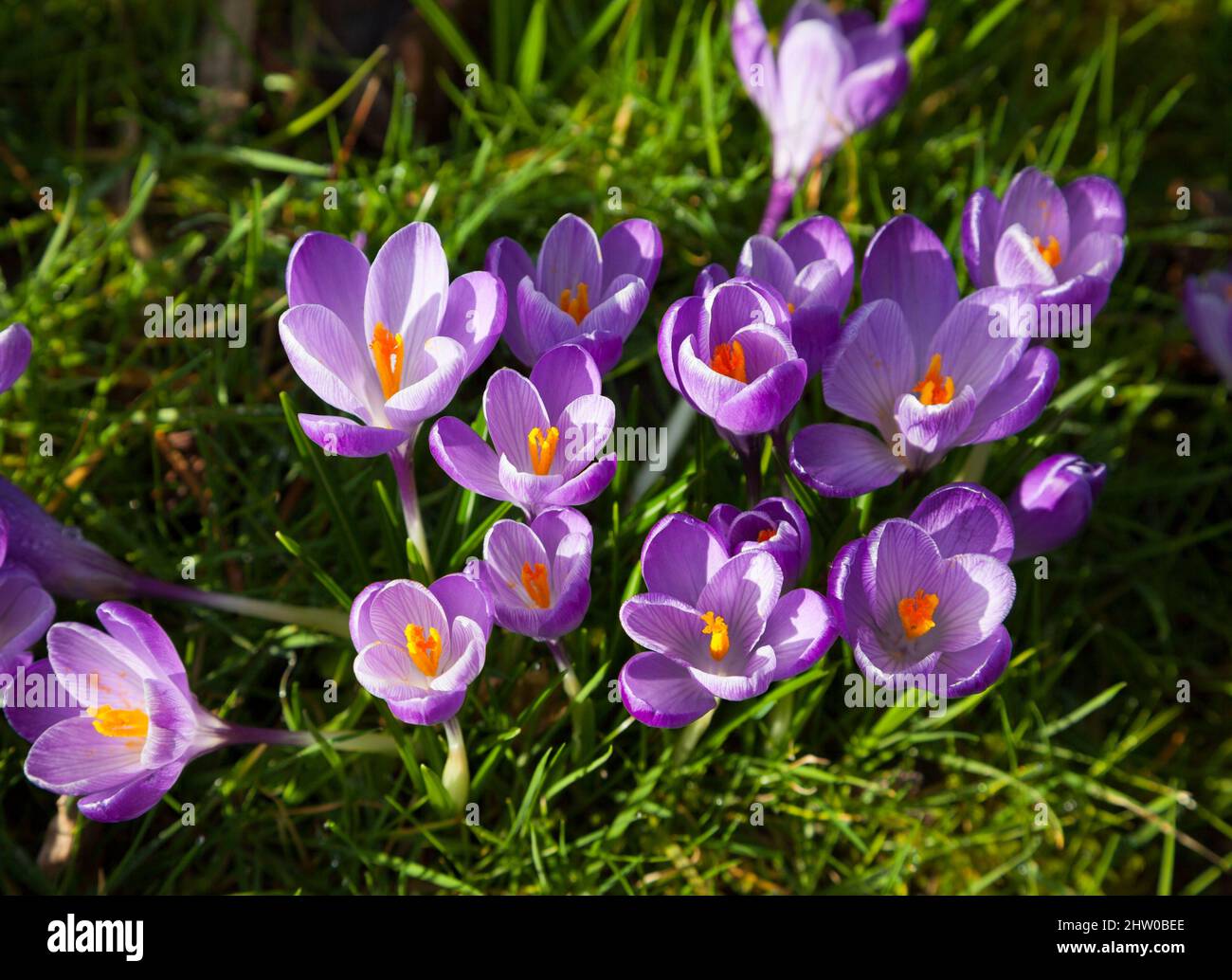 Purple crocus naturalised in lawn Stock Photo