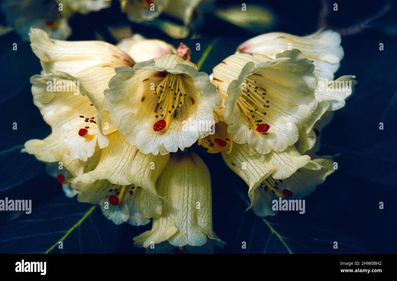 Rhododendron Macabeanum - spring flowering, cream coloured flowers Stock Photo