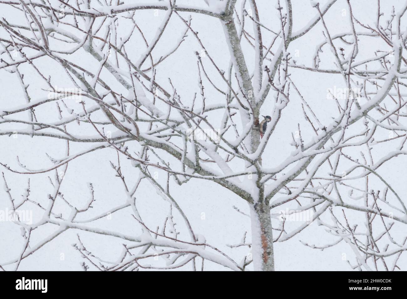 A Male Great Spotted Woodpecker (Dendrocopos Major) Clinging to a Snow-Covered Wild Cherry Tree (Prunus Avium) & Looking For Food During a Snow Storm Stock Photo