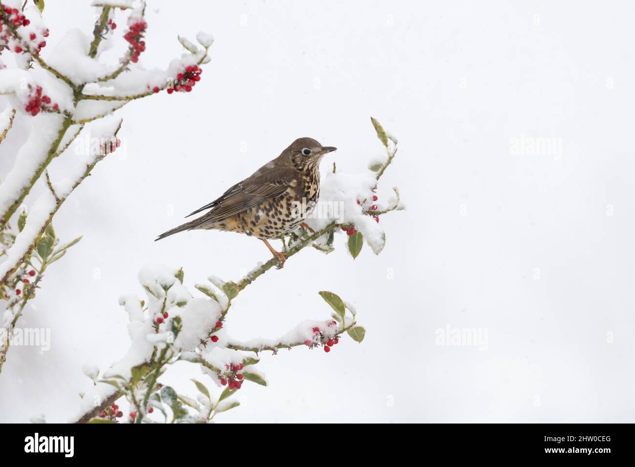 A Mistle Thrush (Turdus Viscivorus) Perched on a Slim Branch in a Holly Tree (Ilex Aquifolium) During a Wintery Shower Stock Photo