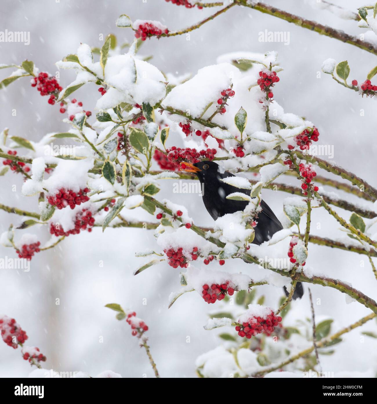 A Male Blackbird (Turdus Merula) Eating a Red Berry From a Holly Bush (Ilex Aquifolium) in Winter During a Snow Storm Stock Photo