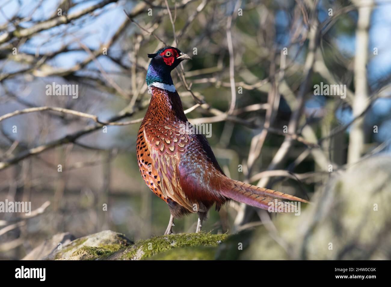 A Colourful Cock Pheasant (Phasianus Colchicus) Perched on a Moss-Covered Dry Stone Wall on a Sunny Winter Morning Stock Photo