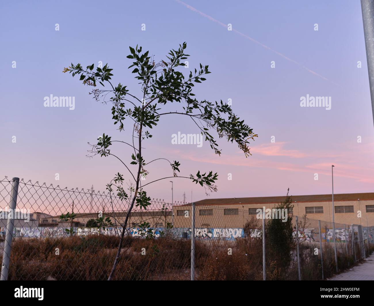 Tree growing next to a wasteland with graffiti on the walls Stock Photo