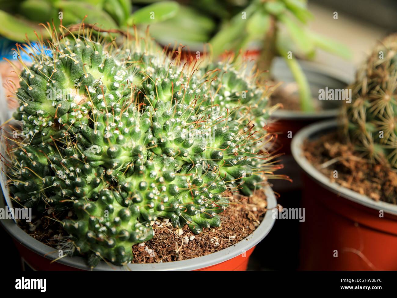 Beautiful Mammillaria Painteri cactus plant in the garden Stock Photo -  Alamy